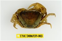 藏品(蔡氏澤蟹)的圖片